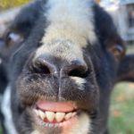 Casey Allen-Hyatt - @goatnationrefuge - Instagram