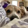 CaseyJasperAndIssy - @doglover4ever9 - TikTok