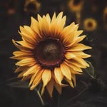 Casey Joubert - @c.joubert1866 - Instagram