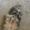 CJK - @casey.j.keaton - TikTok