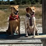 Casey Kendall - @sammyandlucys_greatadventures - Instagram