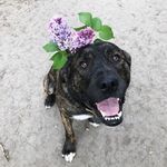 Casey McCullough - @life_with_rockwell - Instagram