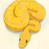 Shoog's Snakes - @caseymears97 - TikTok