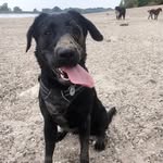 Casey - @a_dog_named_casey - Instagram