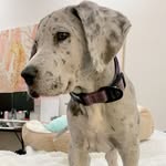 Casey Neill - @bradyjamesthegreatdane - Instagram
