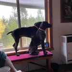 Casey Neiman - @bella_roo_and_teufy_too - Instagram