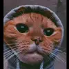caseynoble855 - @caseynoble855 - TikTok