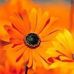 Kasey Ormsby - Facebook