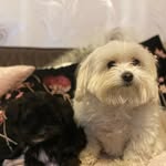 Florence and Otis - @flotis_casey - Instagram