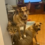 Otis, Ranger, and Casey - @otis_ranger_casey - Instagram