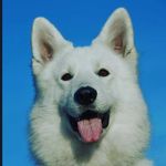 casey reece - @petsguide50 - Instagram