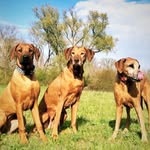 Casey Kaya Pepper Lilly Ridge - @caseykayapepperridge - Instagram