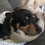 Rescue Dogs Rigby And Casey - @rigby_and_casey_pup - Instagram