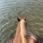 Casey the Red Roan - @casey_the_red_roan - Instagram