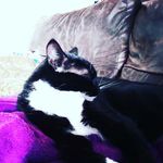 Casey Robson - @kitty_casey_kitty - Instagram