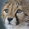 CaseySalas - @lioneluj39j - TikTok