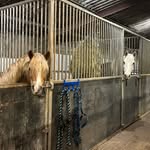 Casey Sargent - @mynativeponies - Instagram