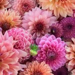 Casey Singer - @fridaysforflowers - Instagram