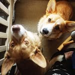 Casey Stephens - @teddyandnessa.bear.corgi - Instagram