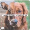 CaseyVeganAF - @caseyveganaf - TikTok