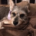 Casey Vincent - @caseylou_woofwoof - Instagram