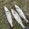 Casey Waldrop - @master.bait.suppl - TikTok