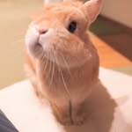 Casey Wang - @lilcasey930 - Instagram