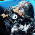 Casey Warnecke - @the_bernedoodlebrothers - Instagram