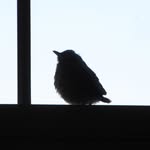 Casey Warnecke - @birderofnill - Instagram