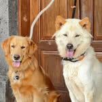 Yama Kintamoney & Casey Golden Retrievil - @yamadancasey - Instagram