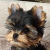 Coco - @casey_york_ - TikTok