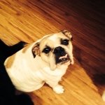 Cash - @cash_the_beast - Instagram