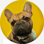 Ca$h-Box - @cash_box_frenchie - Instagram