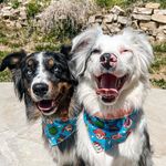 CASH & CARTER •the• AUSSIES - @cash.and.carter - Instagram