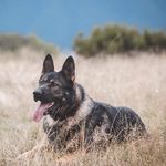 Cash Carter - @cashcarter_gsd - Instagram
