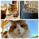 Cash, Carter & Poncho - @azgingercatgang - Instagram