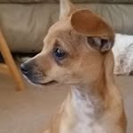 Cash Case - @cash_the_chihuahua02 - Instagram