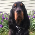 Cash - @cash_the_gordon_setter - Instagram