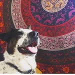 Cash + Austin | The Green Dogs - @cashandaustin - Instagram