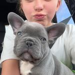 Maverick Cash Gregory - @frenchiemav - Instagram