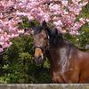 the.irish.horse.Cash - @the.irish.horse.cash - TikTok