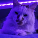 Cash Jones - @cashdacat25 - Instagram