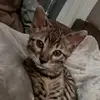 Kenny Wayne & Cash Morgan - @twofastcats - TikTok