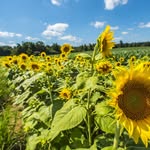 Cash Mountain Acres - @cashmountainacres - Instagram