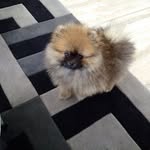 Cash Richie Rich The Pom - @cash_richie_rich_the_pom - Instagram