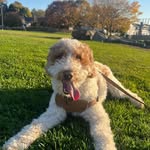 Cash Robinson - @cashpupadventures - Instagram
