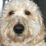 Cash Taylor Gajjala - Golden doodle - @cash_doodle_doo - Instagram