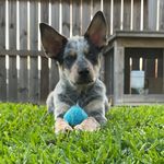 Cash Thompson - @cash_attack0201 - Instagram