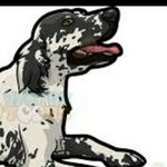 Cash Thompson - @cash_the_english_setter - Instagram