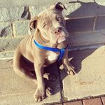 Cash Thompson - @cashthebulldogge_ - Instagram